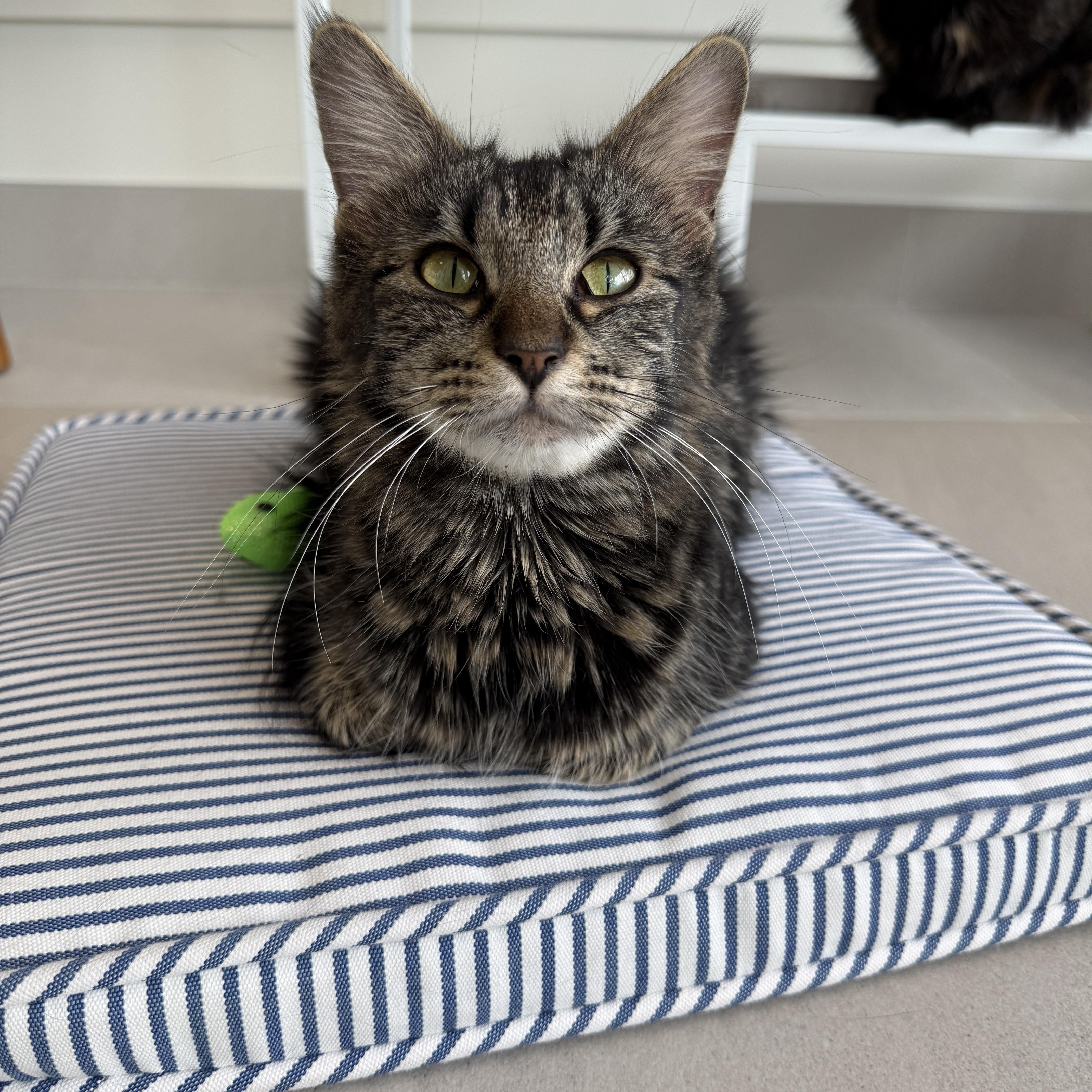 Enlarge Brooks, a ADOPTABLE Domestic Medium Hair in Evanston, IL image 3/5