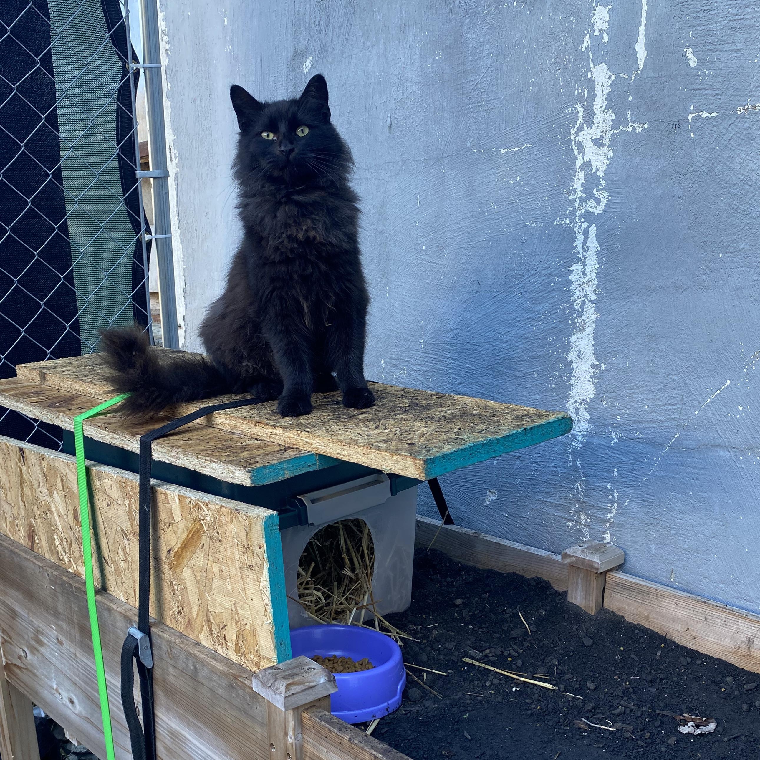 Smokey, a Adoptable Domestic Long Hair in Unionville, MO image 5/5