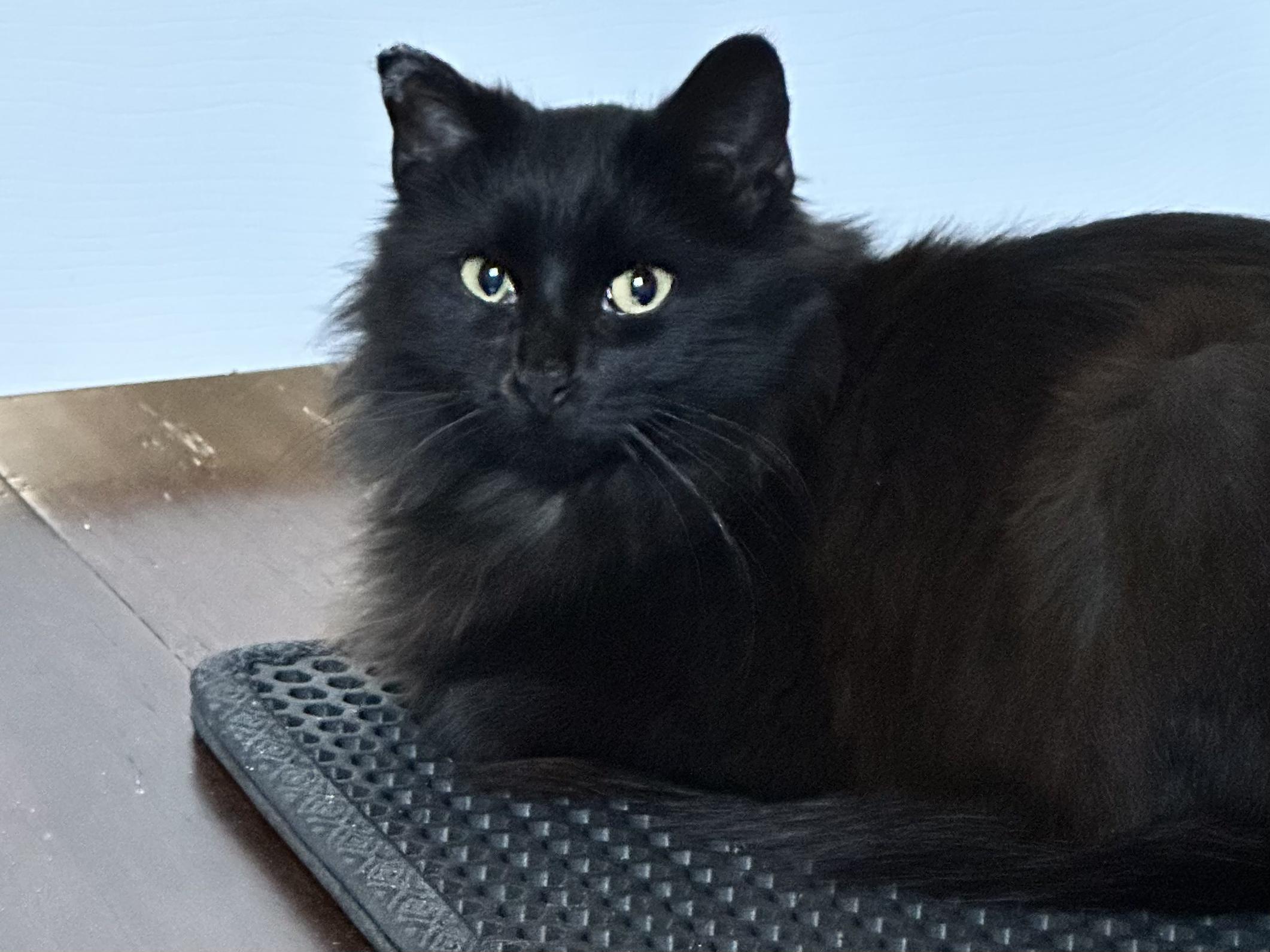 Smokey, a Adoptable Domestic Long Hair in Unionville, MO image 1/5