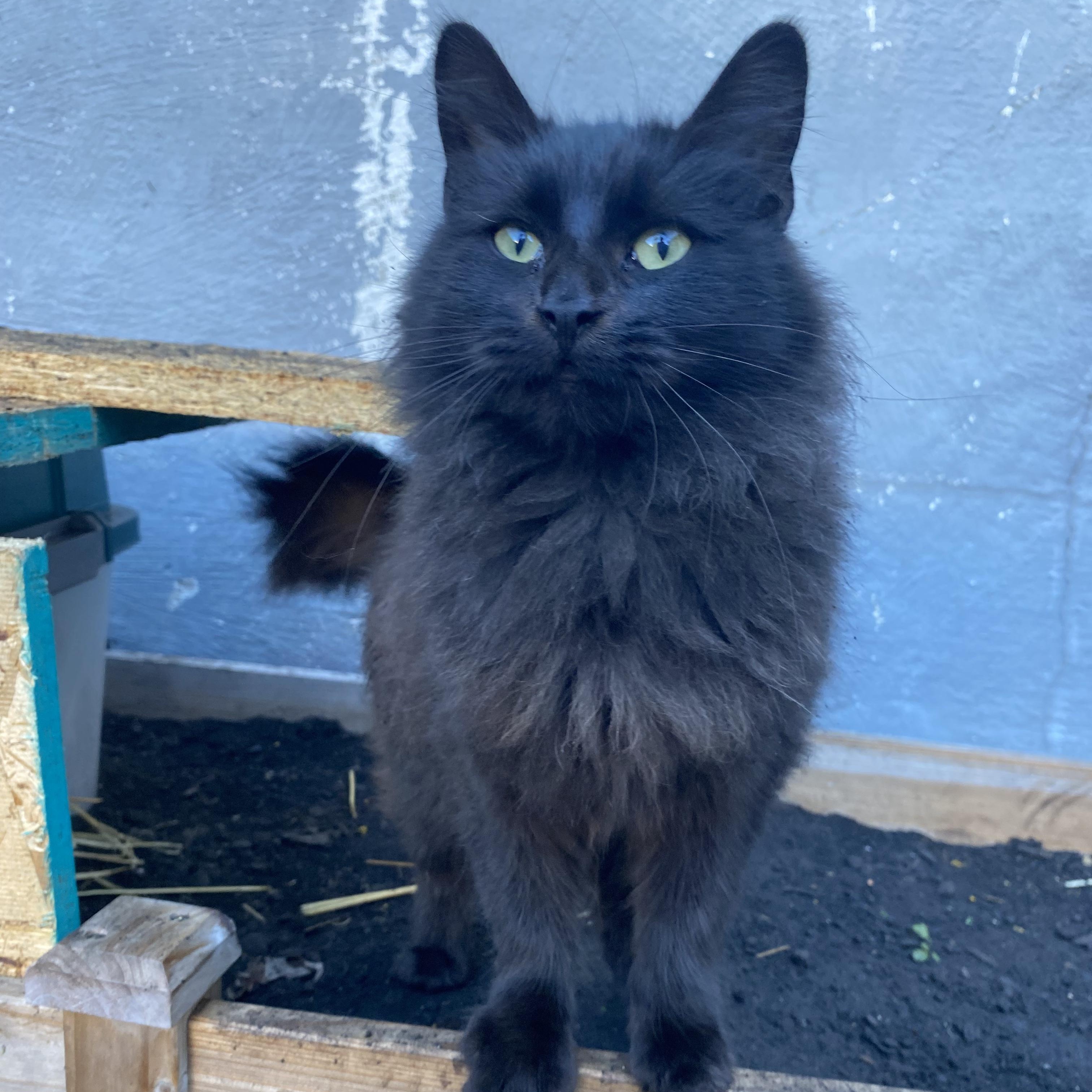Smokey, a Adoptable Domestic Long Hair in Unionville, MO image 2/5