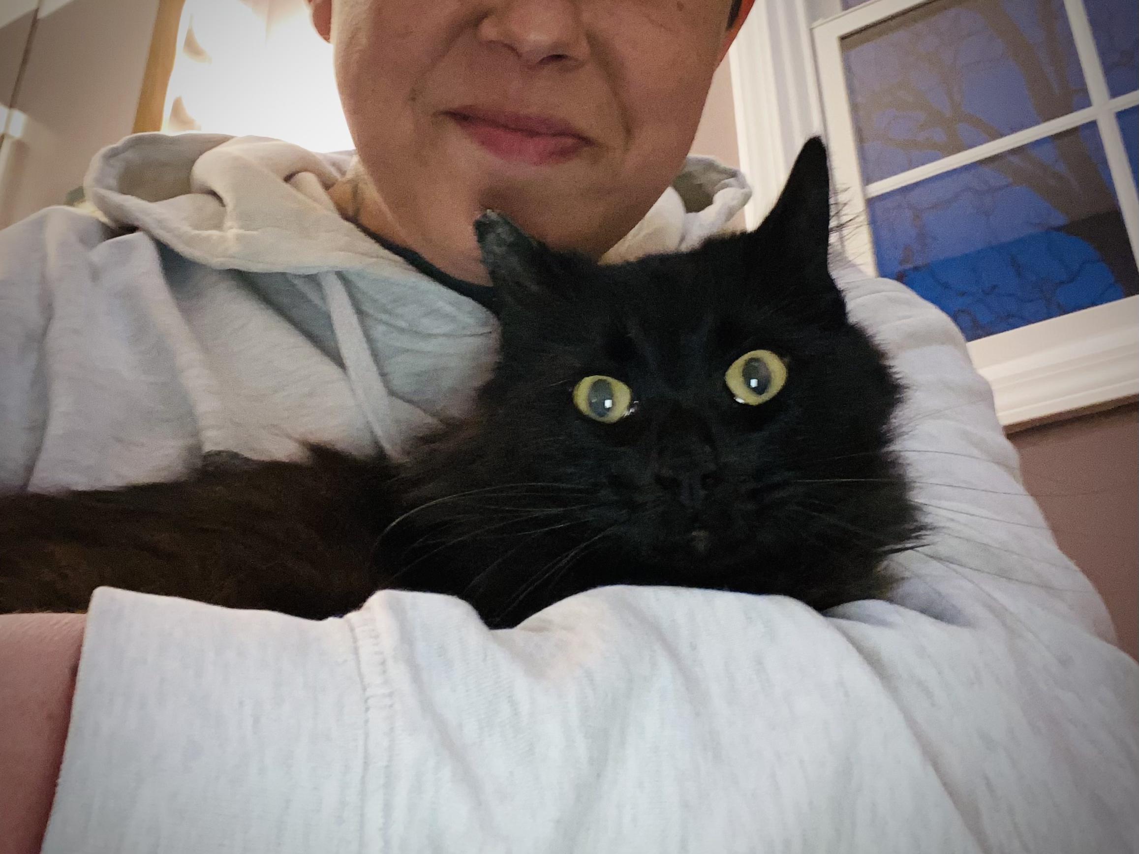 Smokey, a Adoptable Domestic Long Hair in Unionville, MO image 4/5