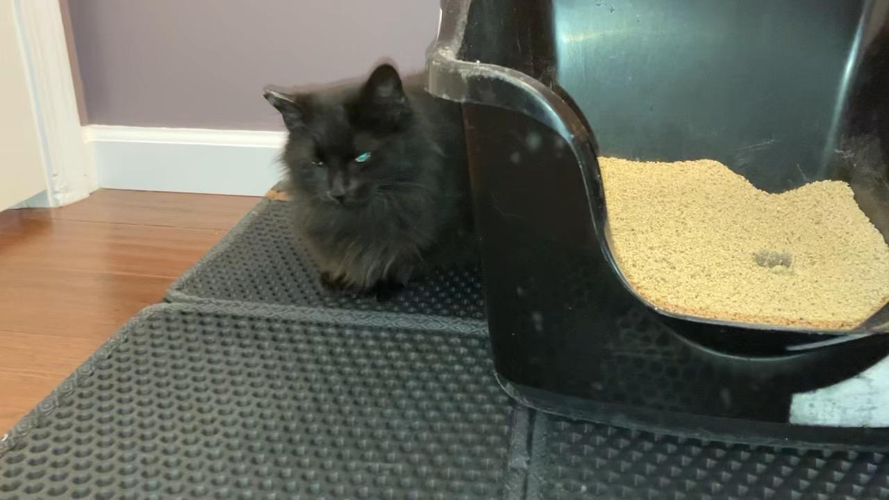 Smokey, a Adoptable Domestic Long Hair in Unionville, MO image 3/5