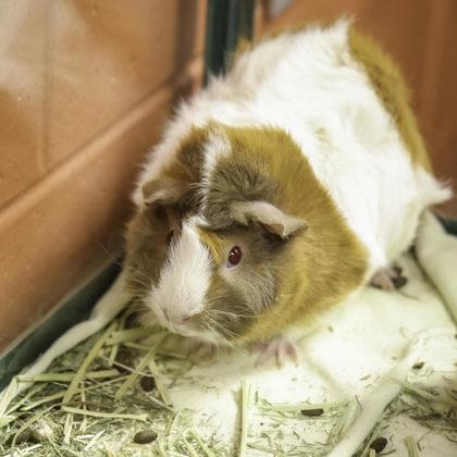 Kumquat, a Adoptable Guinea Pig in Madison, WI image 1/3