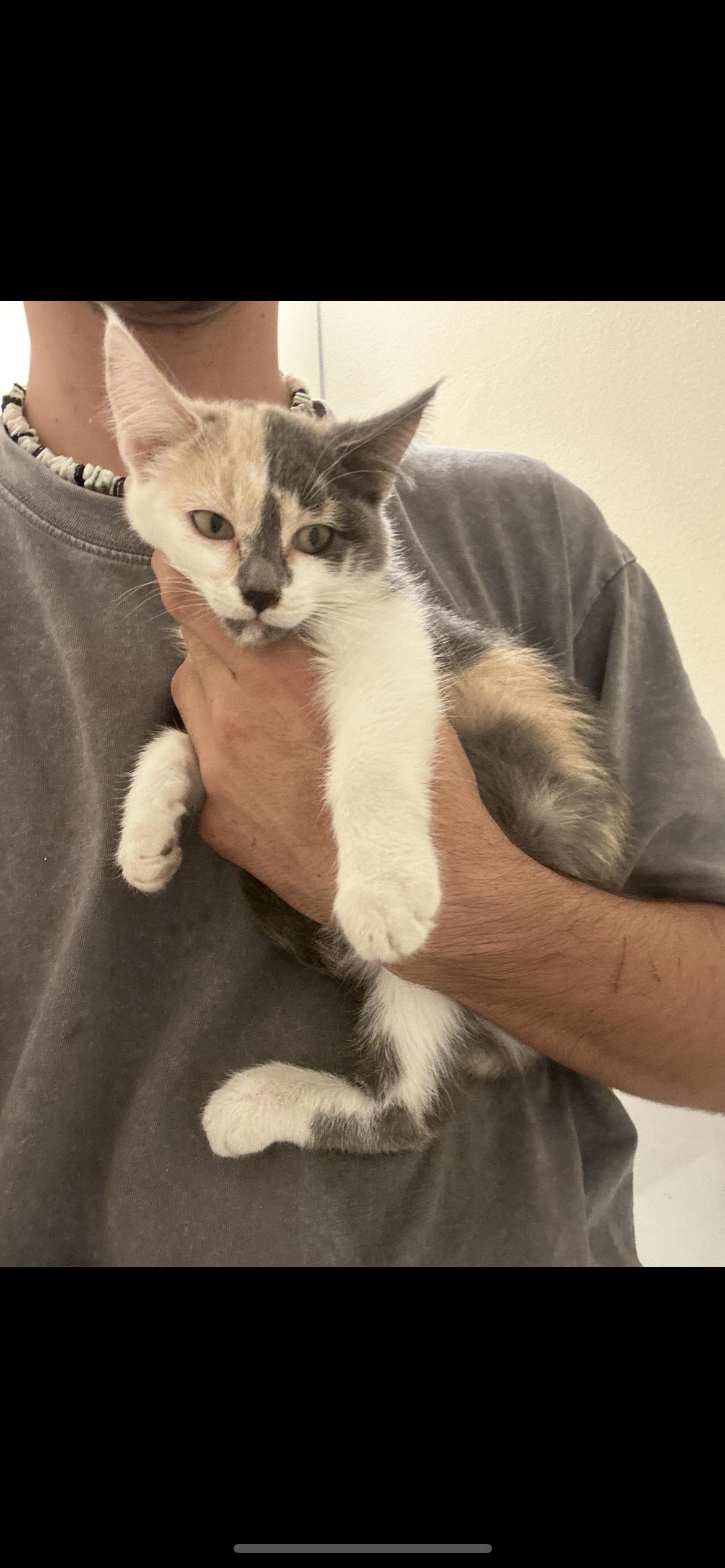 Enlarge Calli, a Adoptable Domestic Medium Hair in Heyburn, ID image 1/1