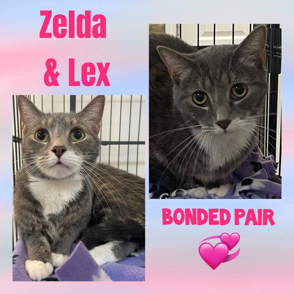 Enlarge ZELDA, a Adoptable mixed breed in Southbury, CT image 1/1