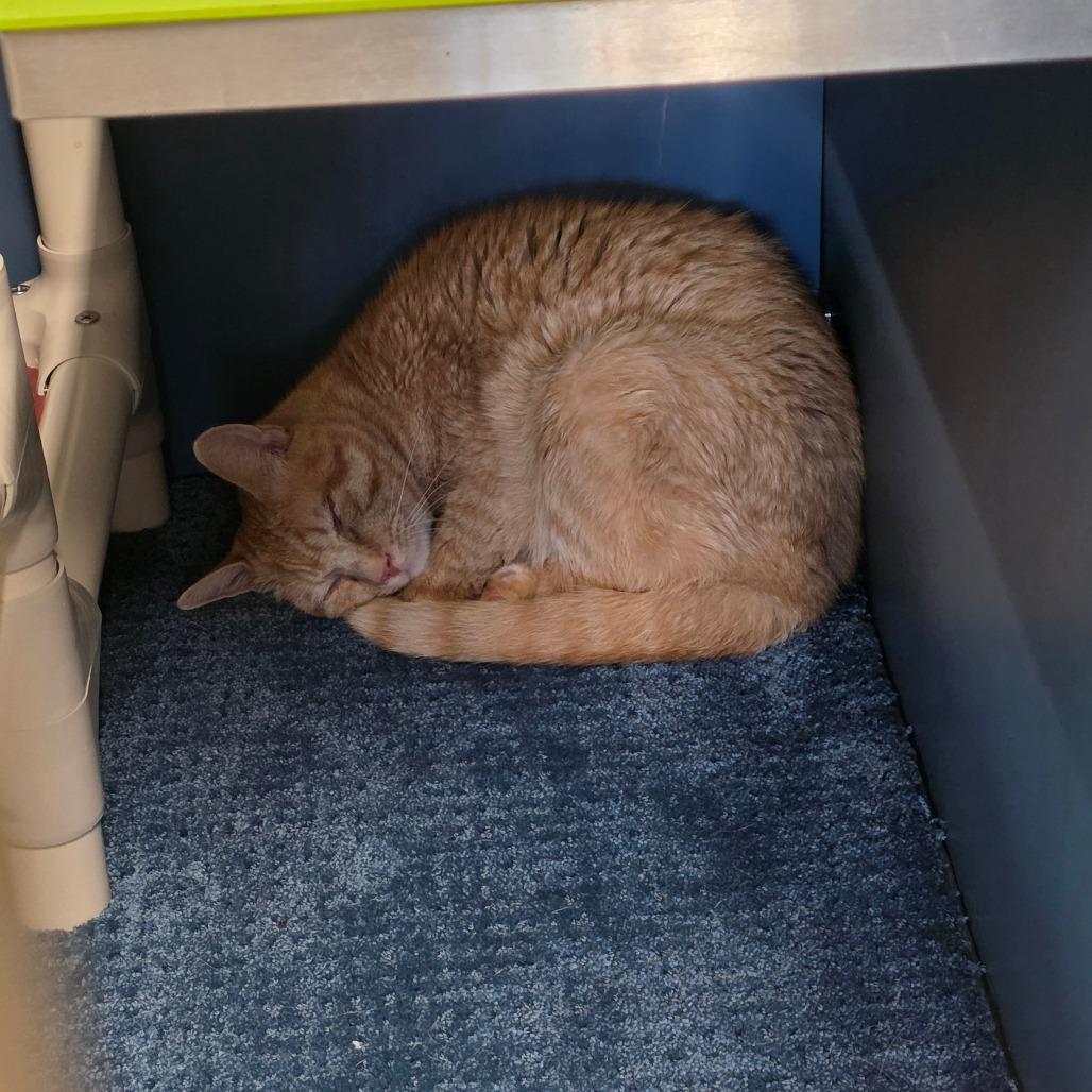 Pumba, Adoptable, Adult Male Domestic Short Hair.