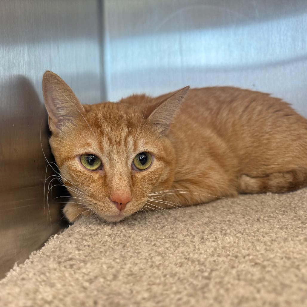 Enlarge Pumba, a Adoptable Domestic Short Hair in Sand Springs, OK image 2/2