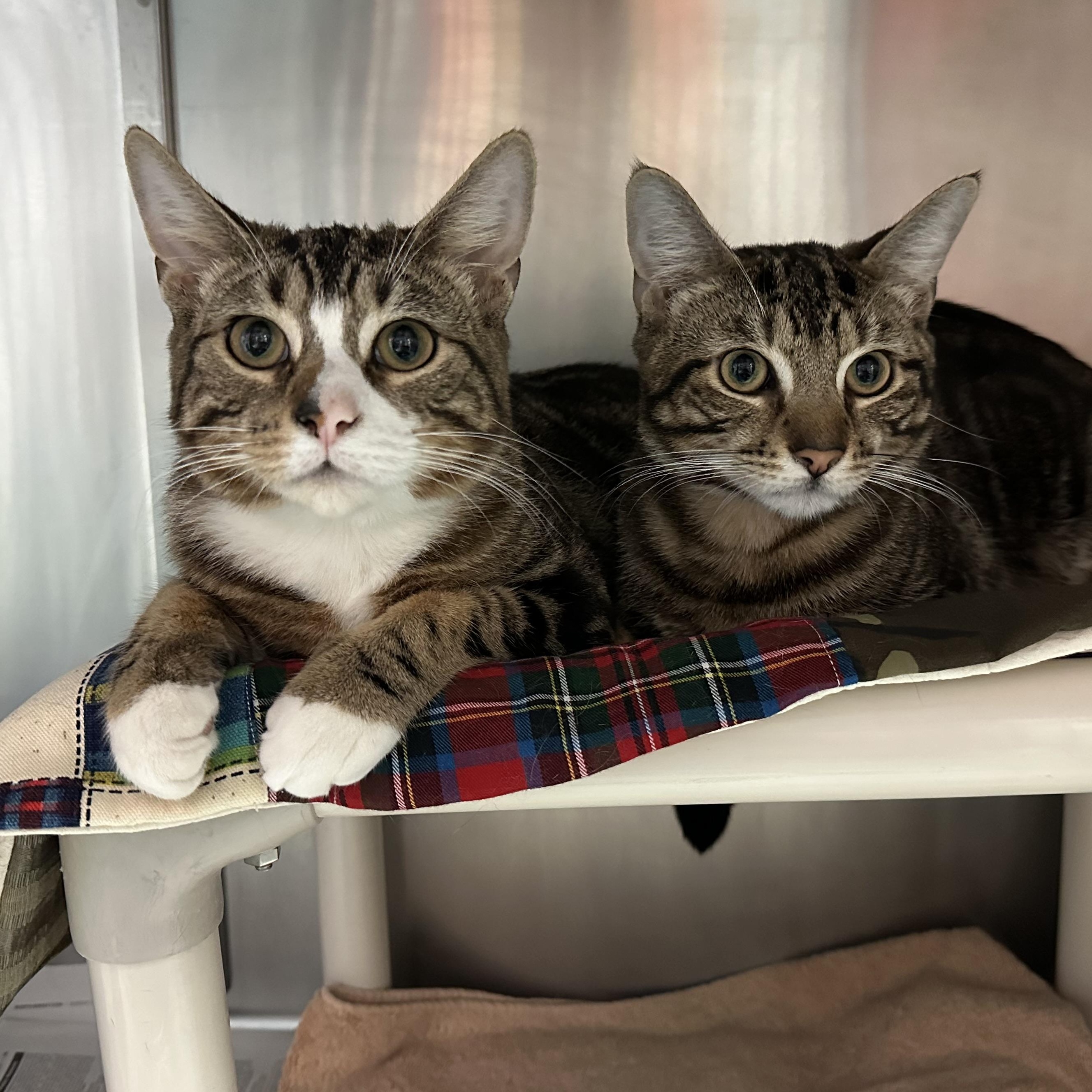 Enlarge Tanji & Nezzy - Amazing Brothers, a Adoptable Domestic Short Hair in Clifton, NJ image 2/6