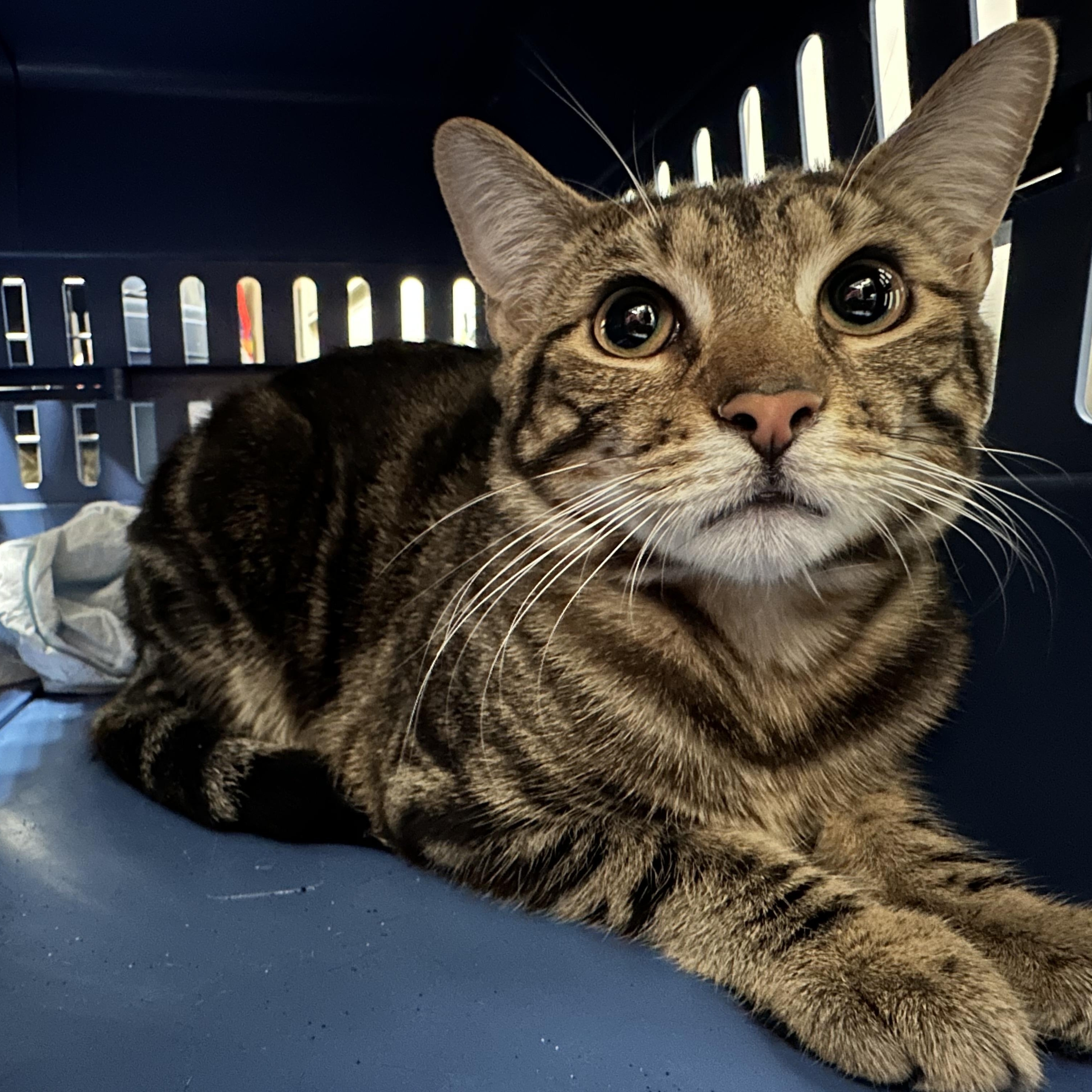 Tanji & Nezzy - Brothers