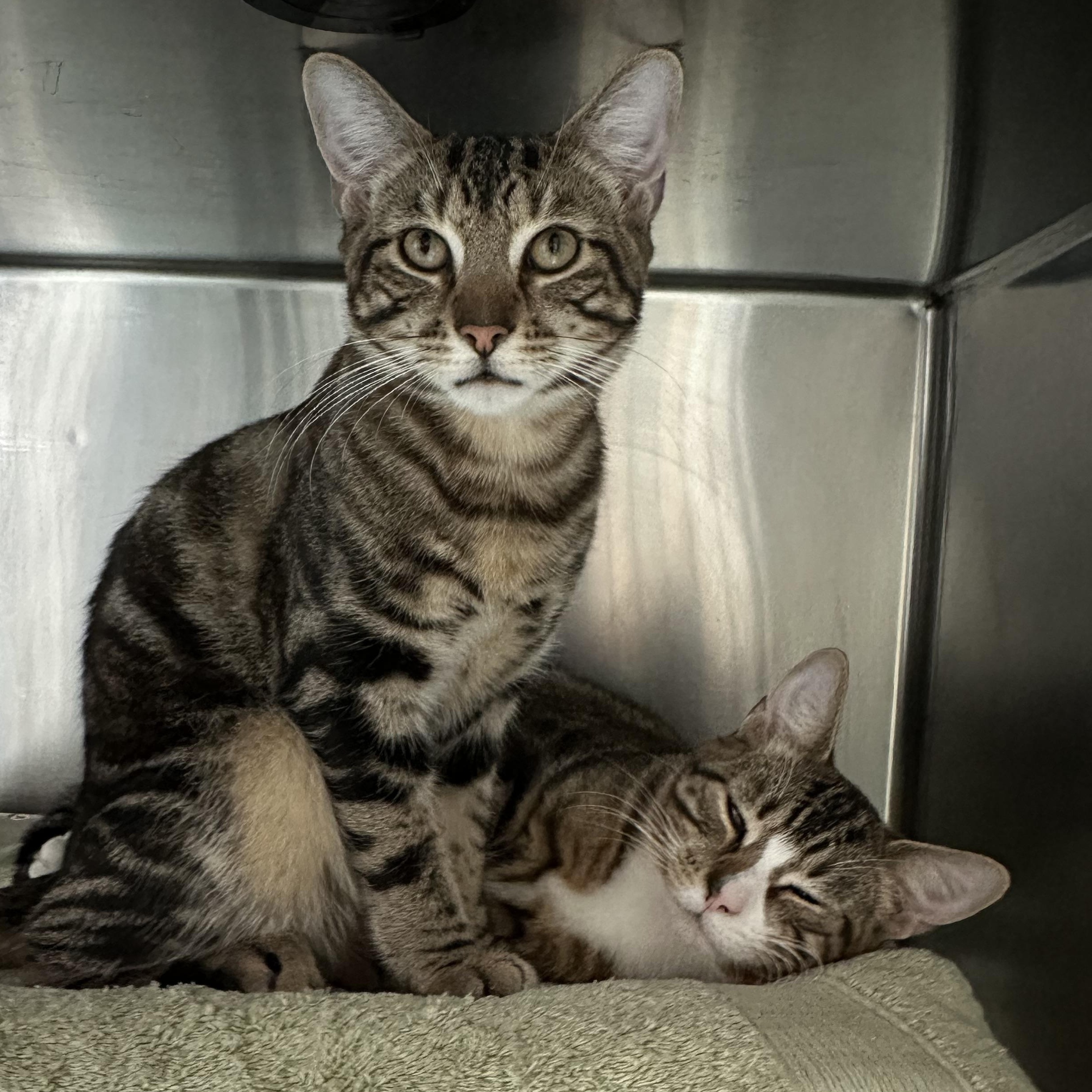 Enlarge Tanji & Nezzy - Amazing Brothers, a Adoptable Domestic Short Hair in Clifton, NJ image 3/6