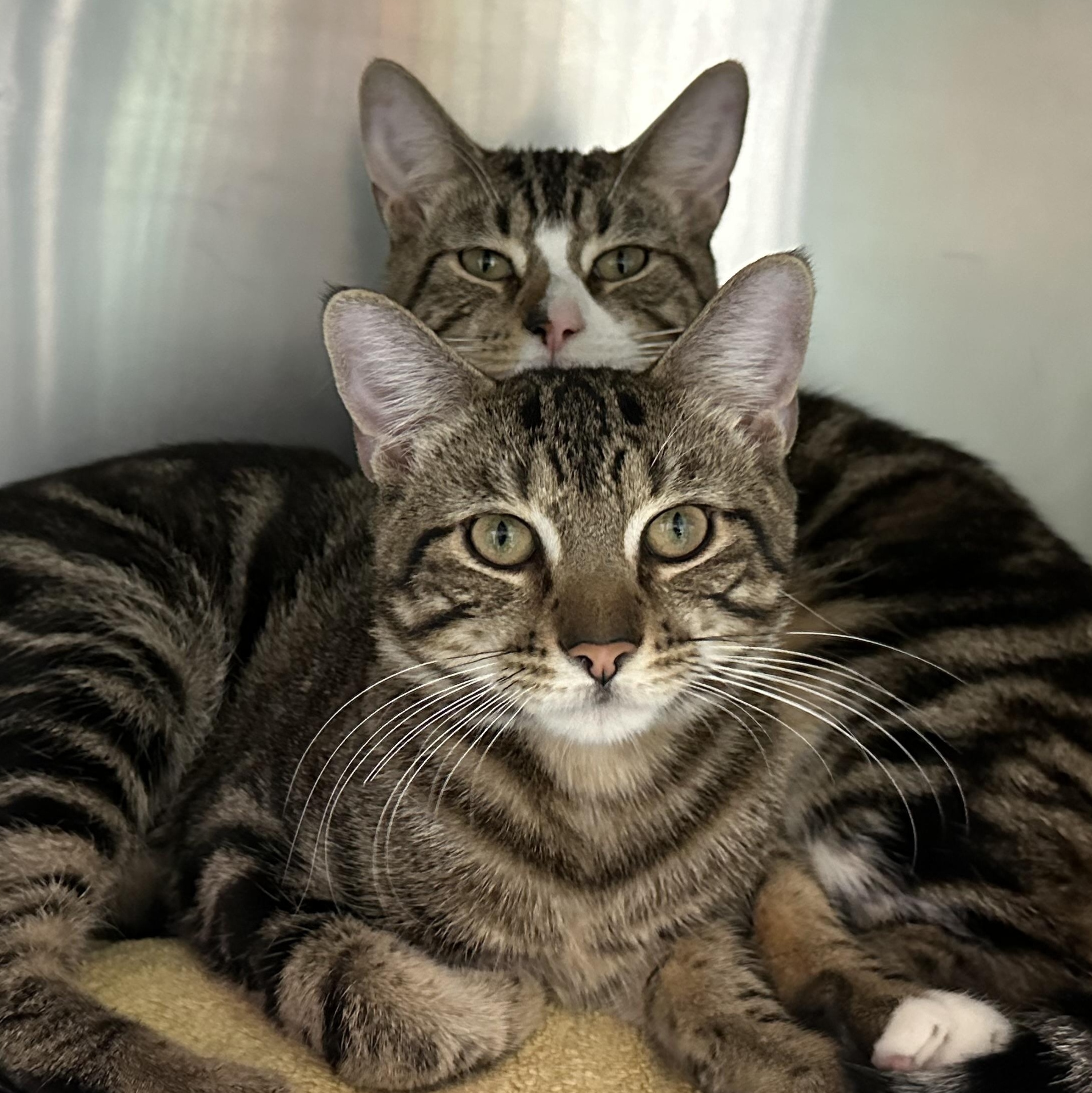 Tanji & Nezzy - Amazing Brothers, Adoptable, Young Male Domestic Short Hair.