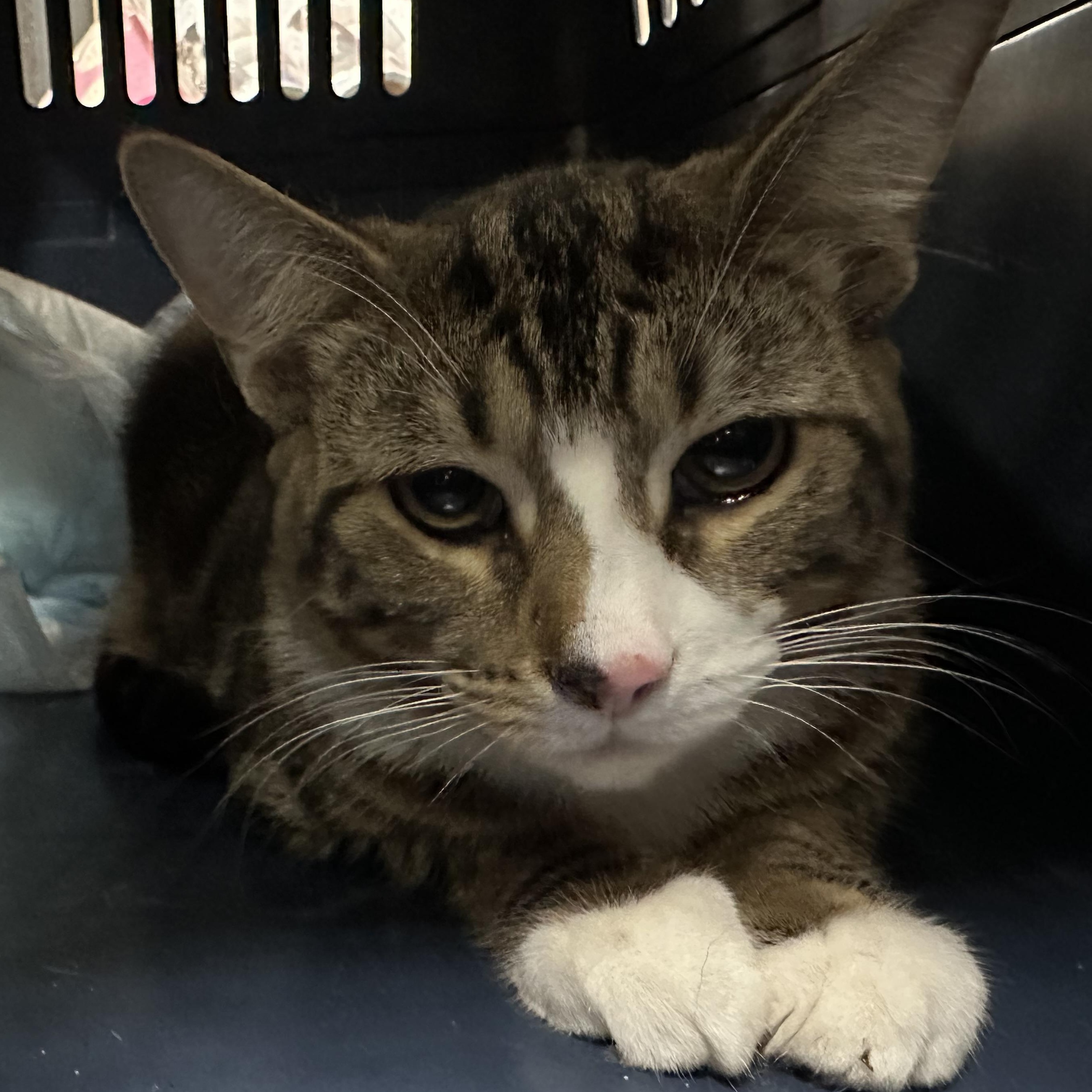 Tanji & Nezzy - Brothers