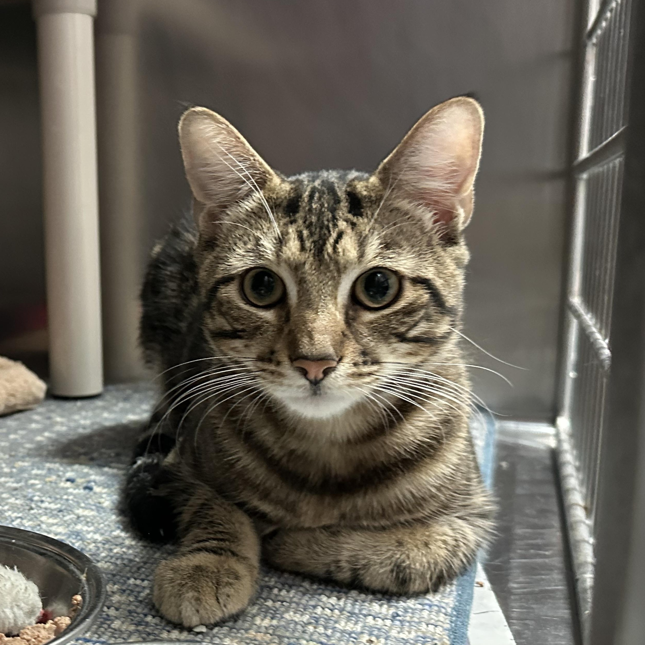 Enlarge Tanji & Nezzy - Amazing Brothers, a Adoptable Domestic Short Hair in Clifton, NJ image 4/6