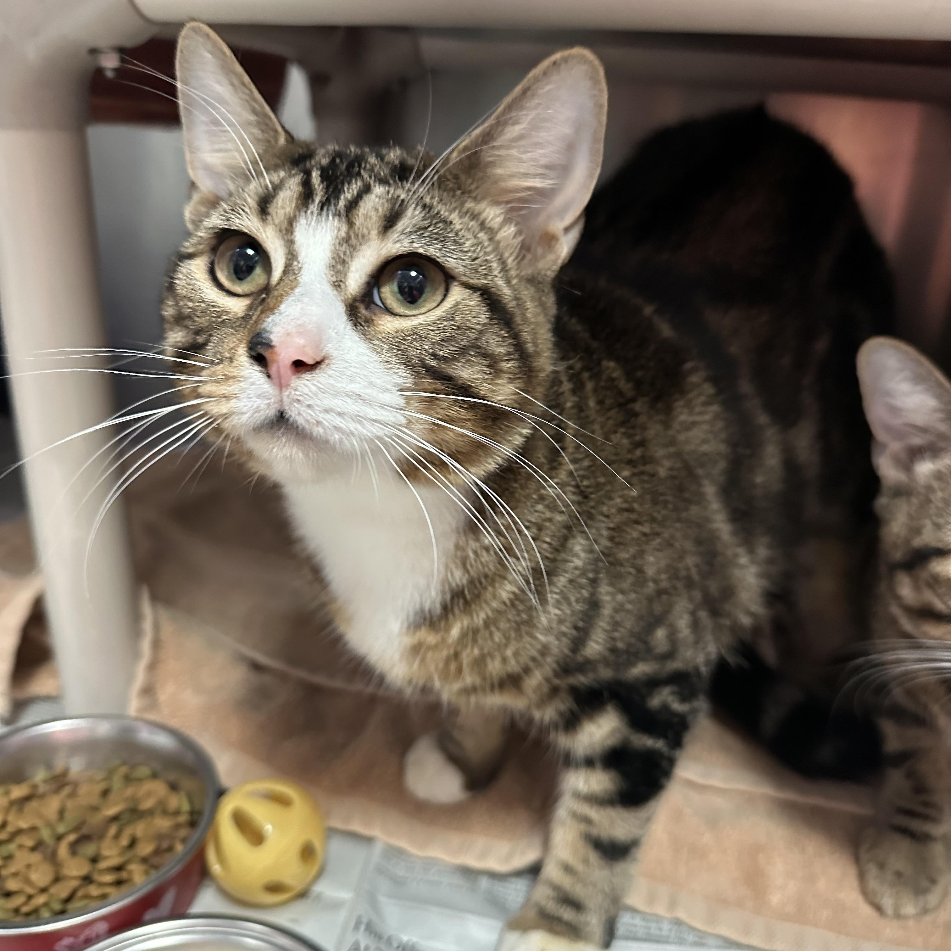 Enlarge Tanji & Nezzy - Amazing Brothers, a Adoptable Domestic Short Hair in Clifton, NJ image 5/6