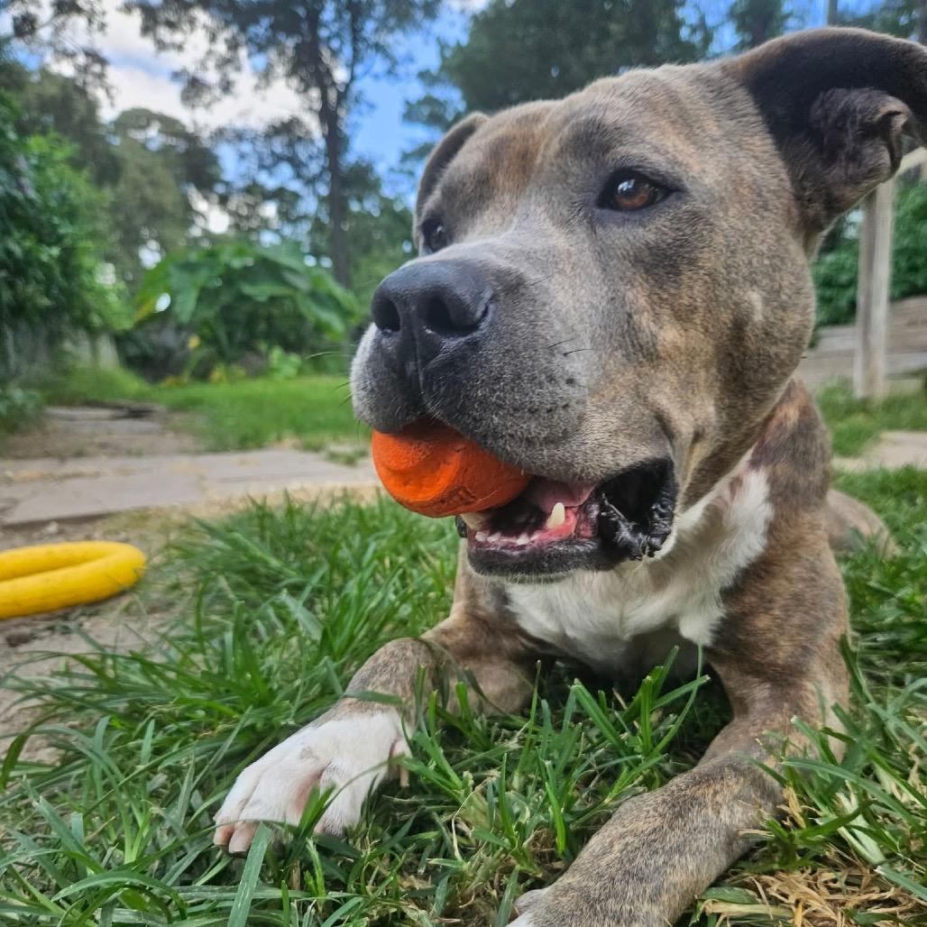 Enlarge Pig Pen, a Adoptable mixed breed in Cheyenne, WY image 2/6