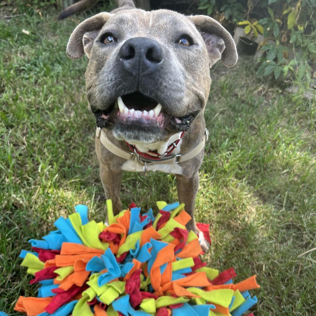 Pig Pen, Adoptable, Young Male American Bully & Pit Bull Terrier.
