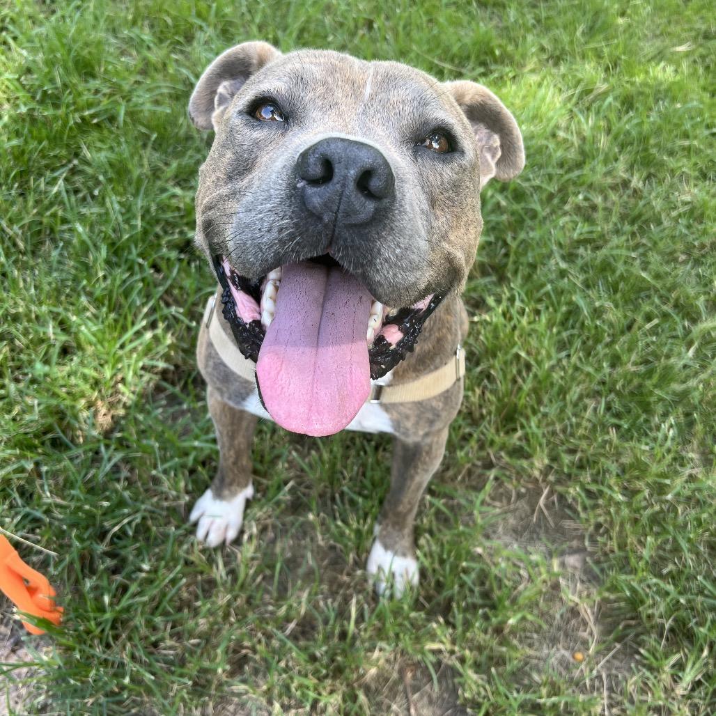 Enlarge Pig Pen, a Adoptable mixed breed in Cheyenne, WY image 5/6