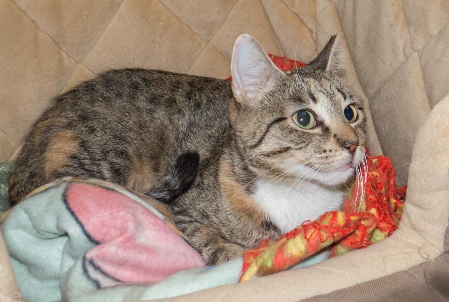 Nivea, ADOPTABLE, Adult Female Domestic Short Hair.