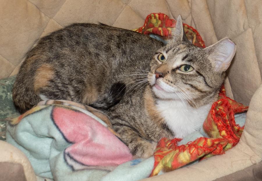 Nivea, a ADOPTABLE Domestic Short Hair in Paramus, NJ image 2/3