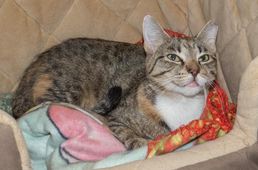 Nivea, a ADOPTABLE Domestic Short Hair in Paramus, NJ image 3/3