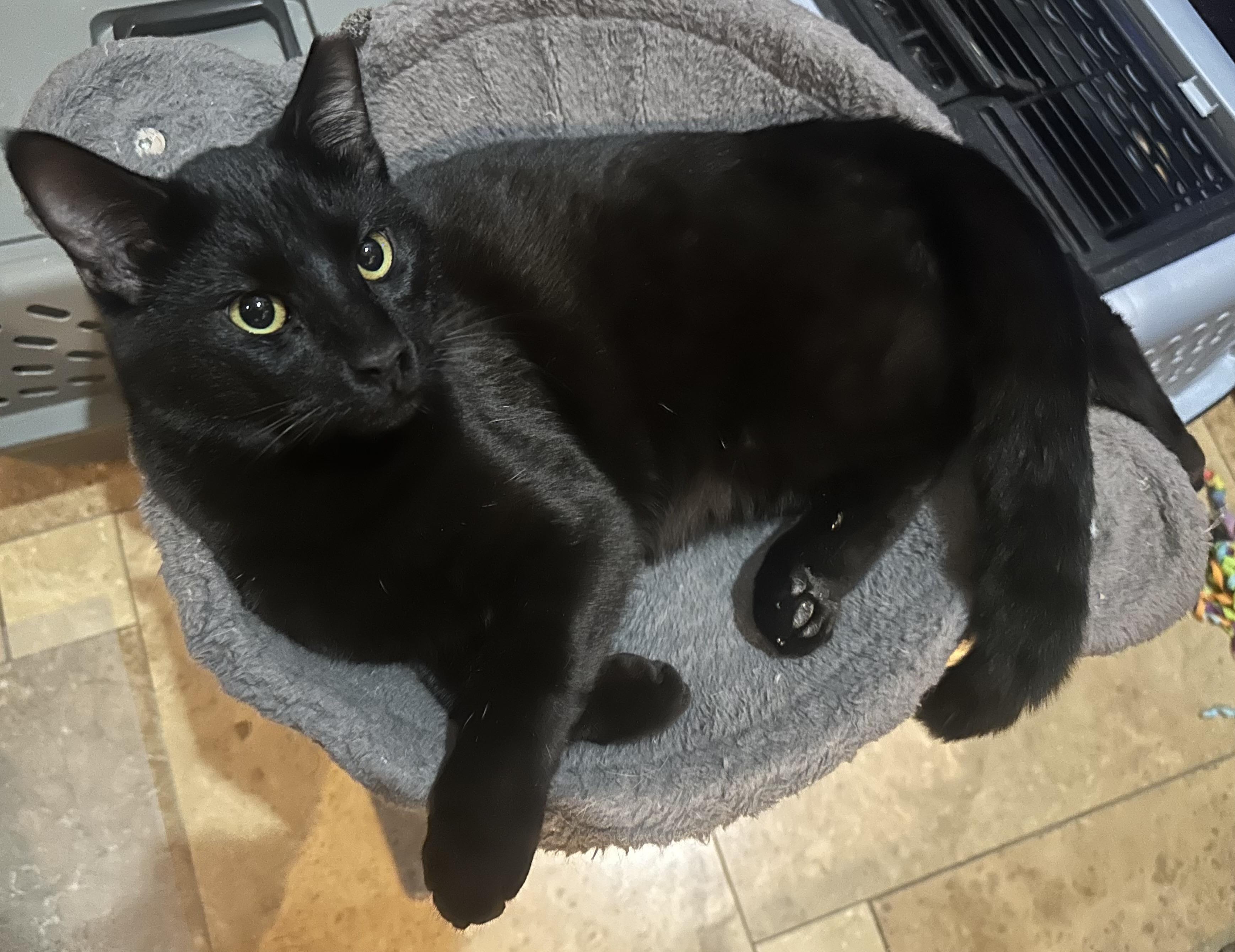 Enlarge Donatello , a ADOPTABLE Domestic Short Hair in queen creek, AZ image 1/1