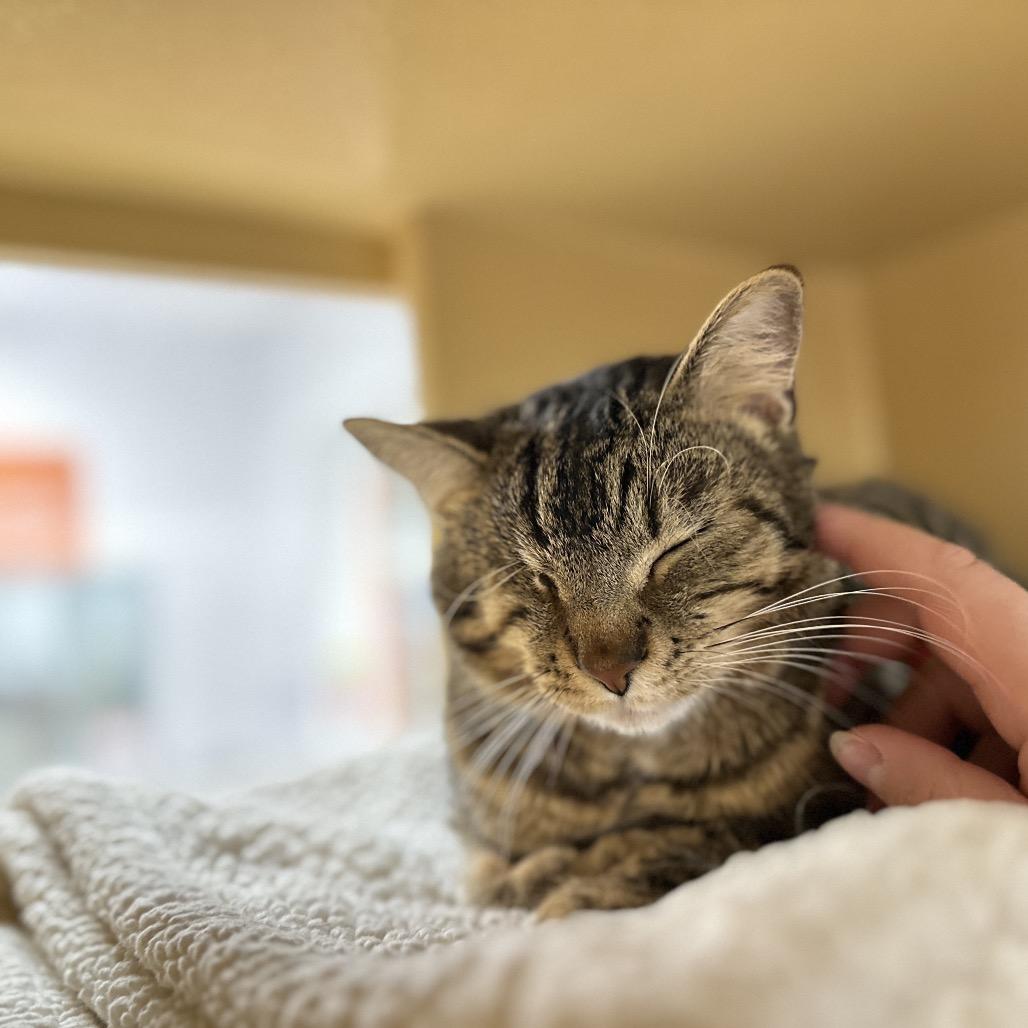 Enlarge Solo, a Adoptable Domestic Short Hair in Spokane, WA image 1/6