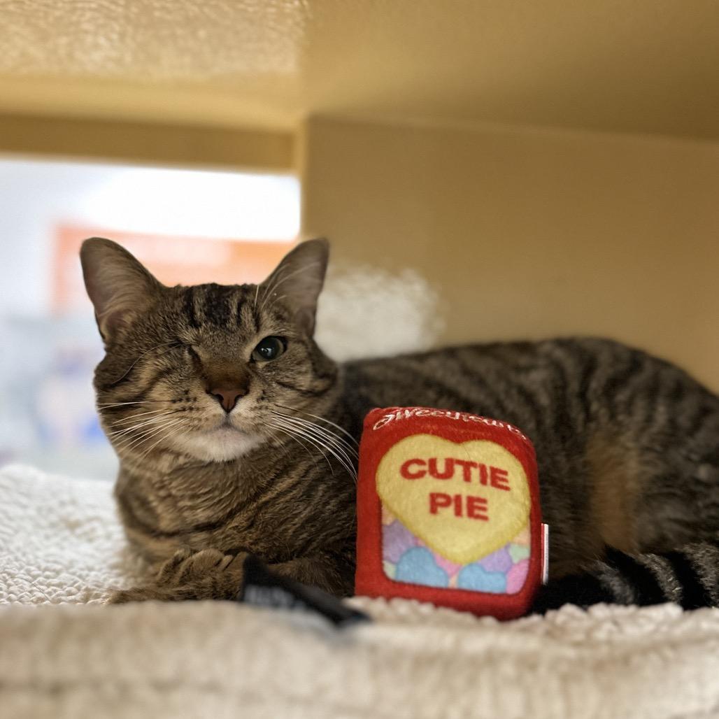 Enlarge Solo, a Adoptable Domestic Short Hair in Spokane, WA image 2/6
