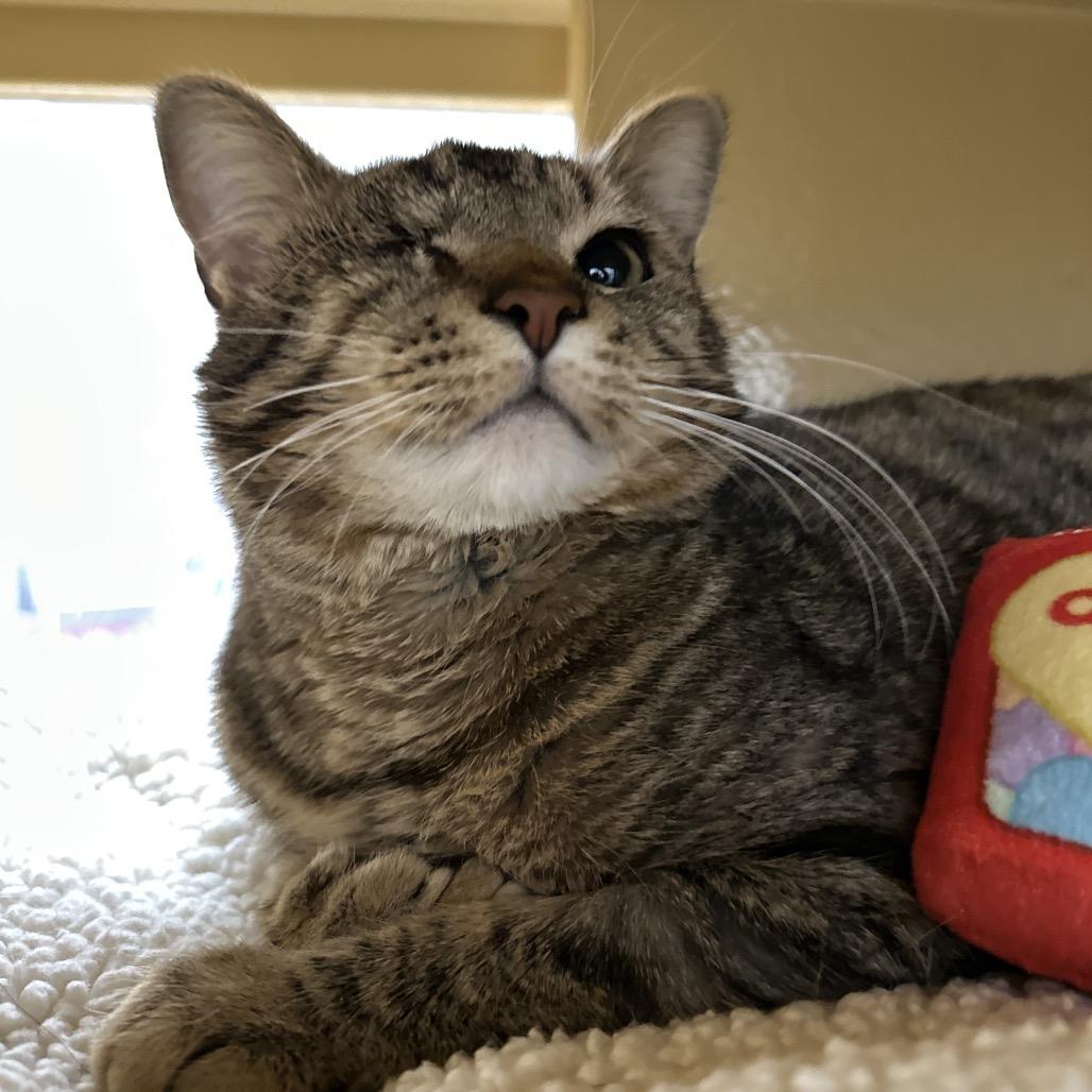 Enlarge Solo, a Adoptable Domestic Short Hair in Spokane, WA image 3/6