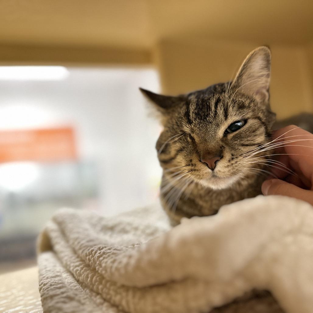 Enlarge Solo, a Adoptable Domestic Short Hair in Spokane, WA image 4/6