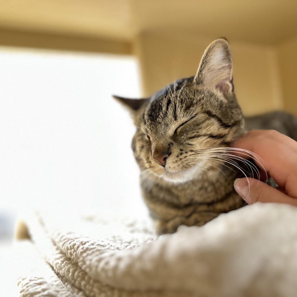Enlarge Solo, a Adoptable Domestic Short Hair in Spokane, WA image 5/6