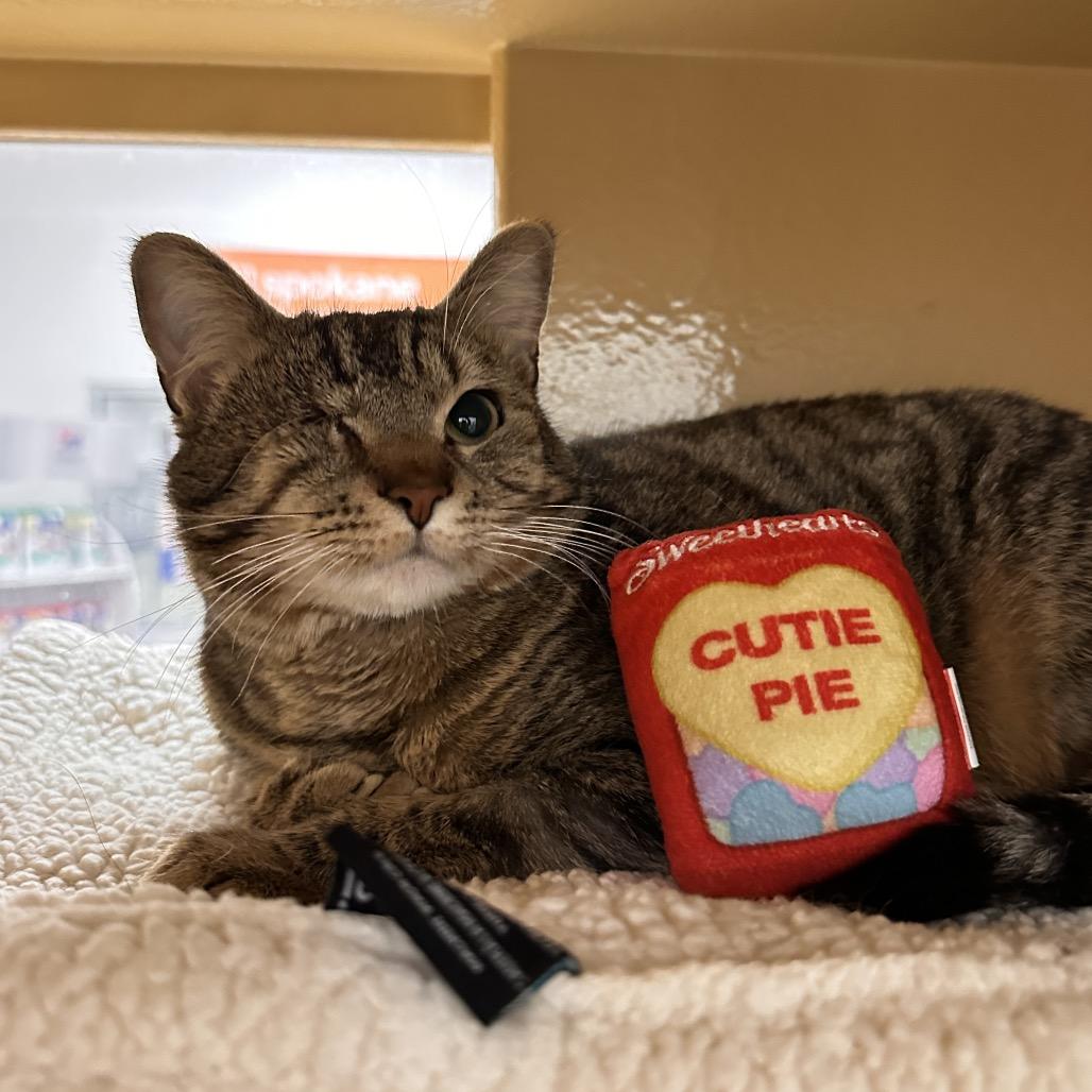 Enlarge Solo, a Adoptable Domestic Short Hair in Spokane, WA image 6/6