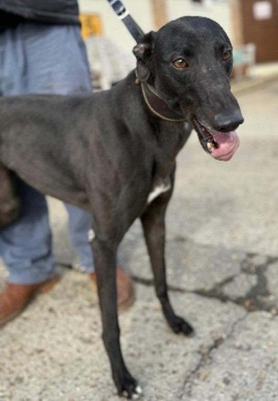 Wendy, Adoptable, Adult Female Greyhound.