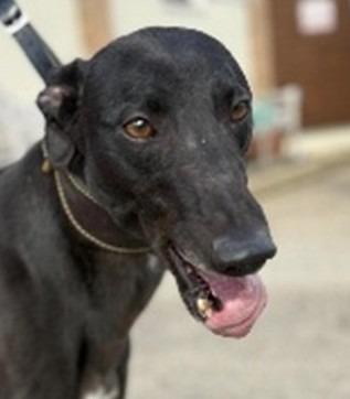 Enlarge Wendy, a Adoptable Greyhound in Hopkinton, MA image 2/2