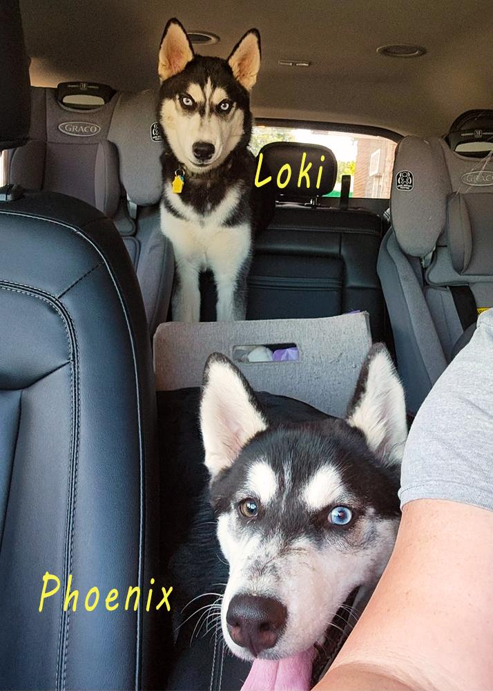 Enlarge Loki, an adopted Husky in Smithfield, VA image 1/2