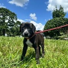 Katherine (The Charming Litter), Adoptable, Puppy Female Labrador Retriever & Mixed Breed.