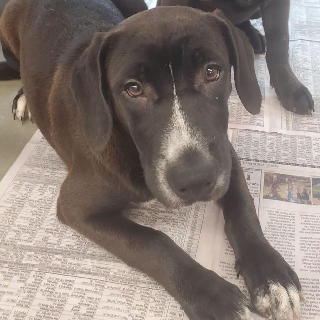 Enlarge Katherine (The Charming Litter), a Adoptable mixed breed in Lenoir, NC image 2/4