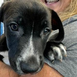 Katherine (The Charming Litter), a Adoptable mixed breed in Lenoir, NC image 2/5