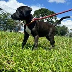 Katherine (The Charming Litter), a Adoptable mixed breed in Lenoir, NC image 3/5