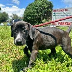 Katherine (The Charming Litter), a Adoptable mixed breed in Lenoir, NC image 4/5