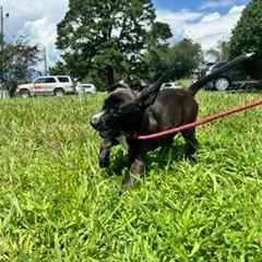 Katherine (The Charming Litter), a Adoptable mixed breed in Lenoir, NC image 5/5
