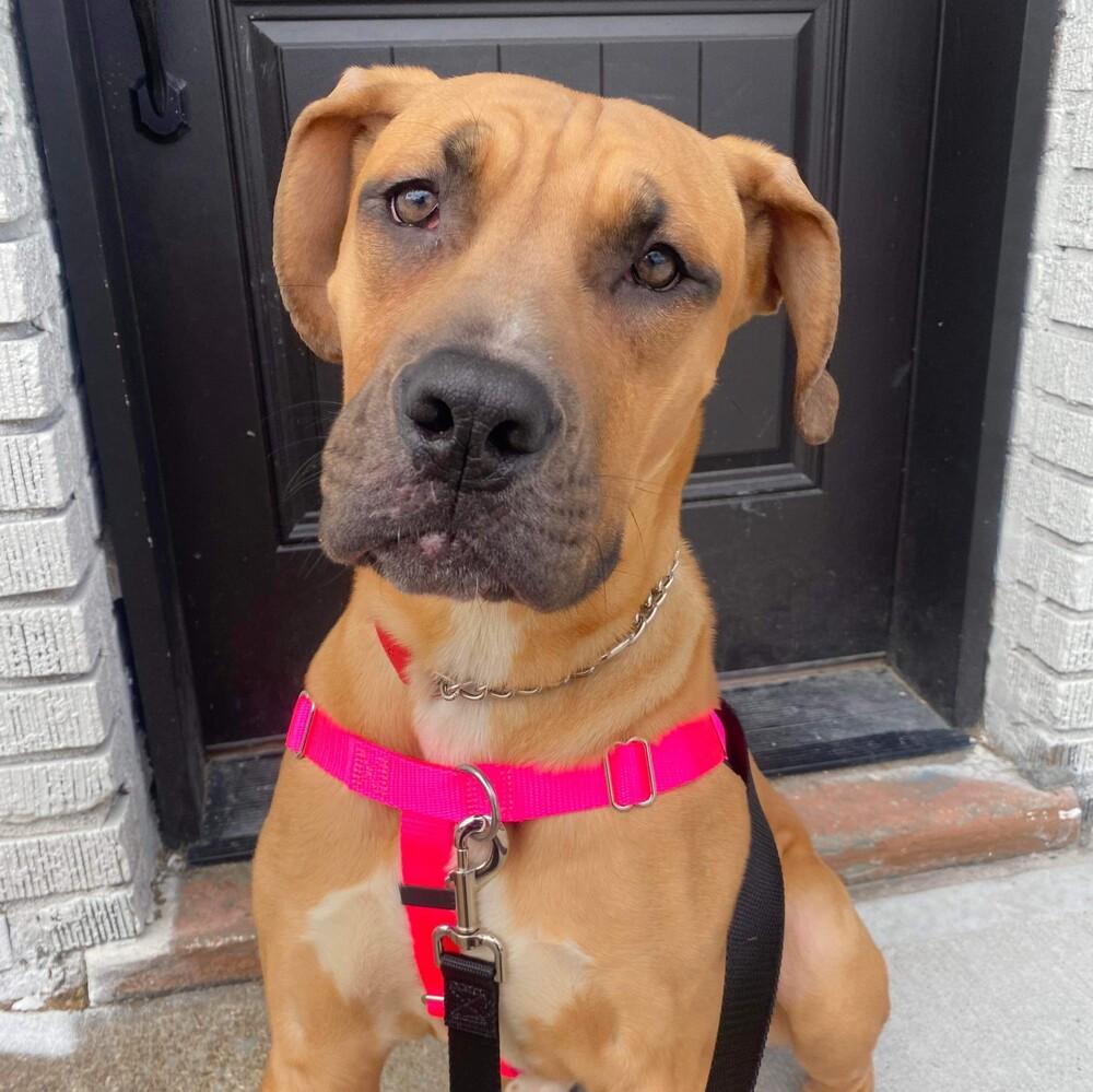 Enlarge Baby Miami, a Adoptable mixed breed in Long Island City, NY image 2/6