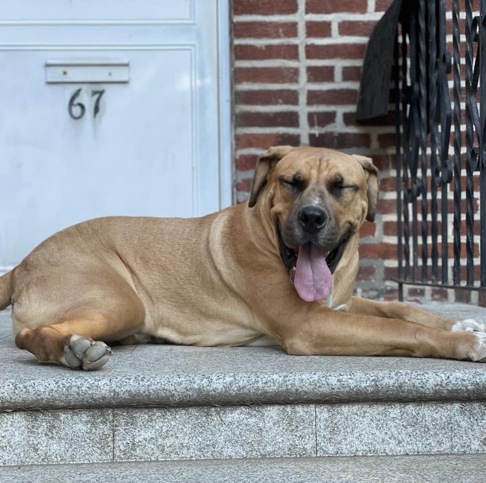 Enlarge Baby Miami, a Adoptable mixed breed in Long Island City, NY image 3/6