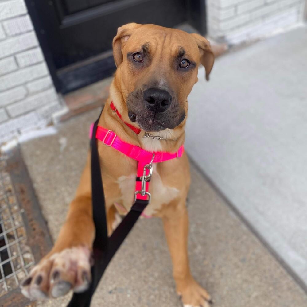 Enlarge Baby Miami, a Adoptable mixed breed in Long Island City, NY image 6/6