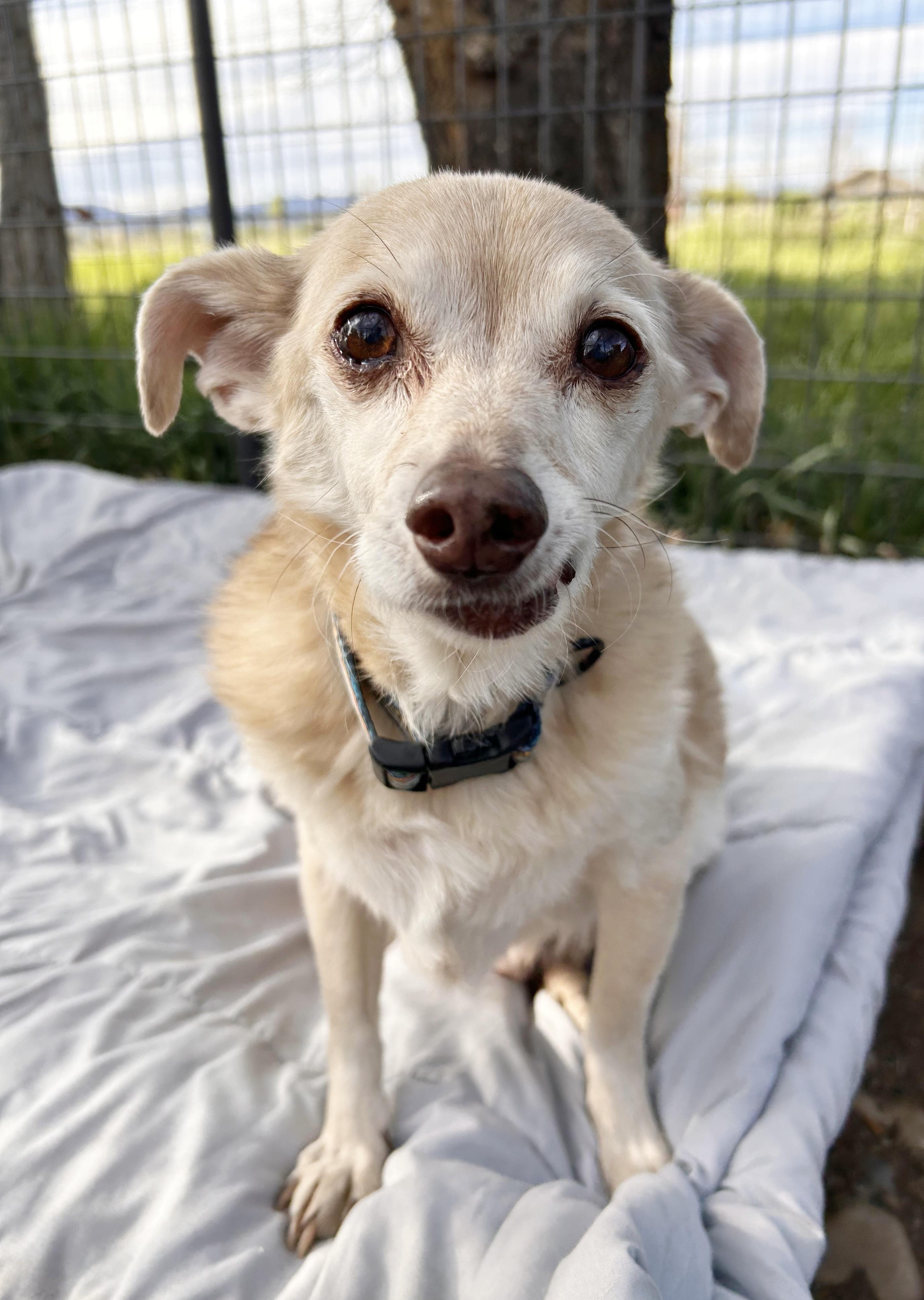 Bertie, a ADOPTABLE mixed breed in Durango, CO image 4/5
