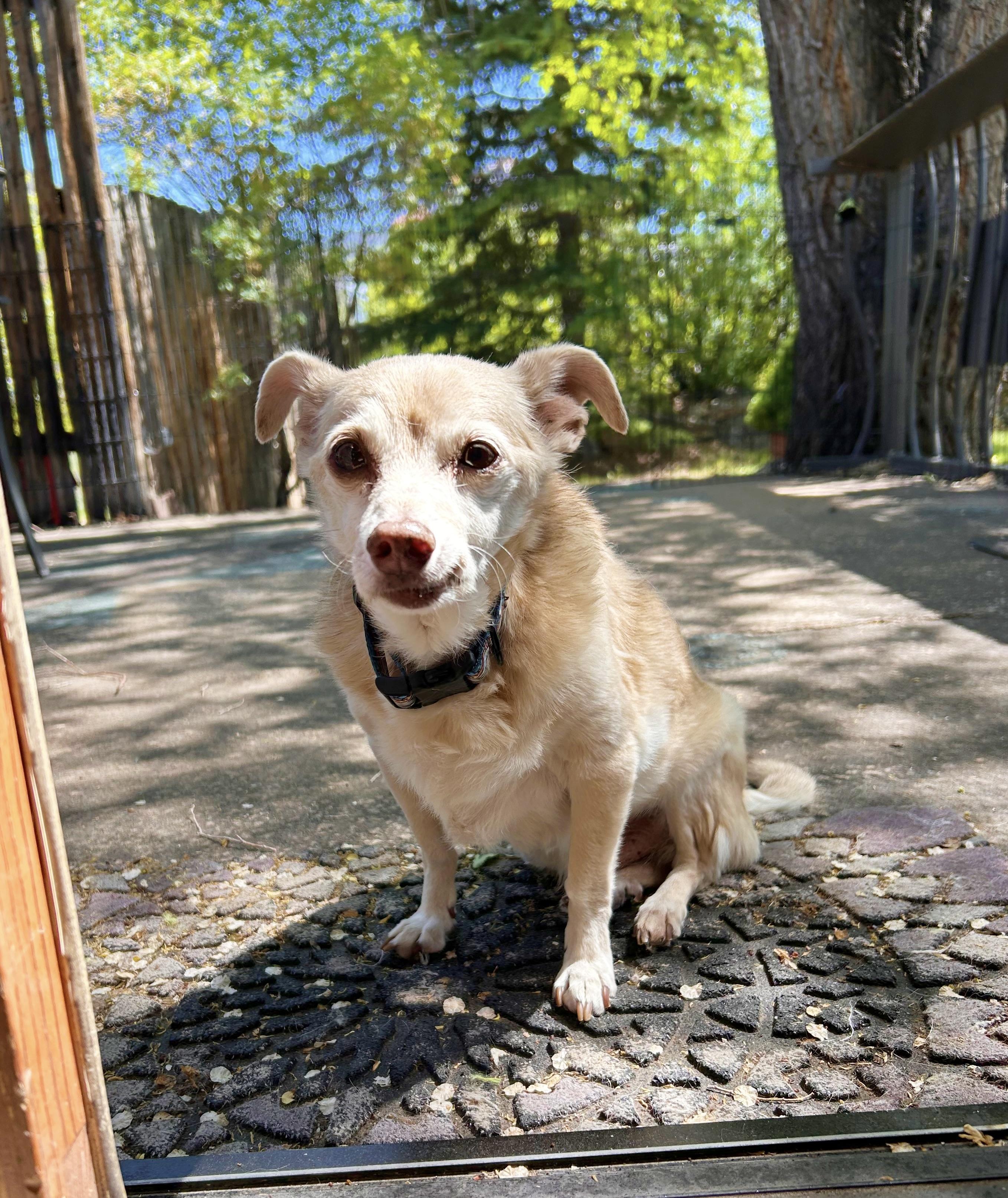 Bertie, a ADOPTABLE mixed breed in Durango, CO image 2/5
