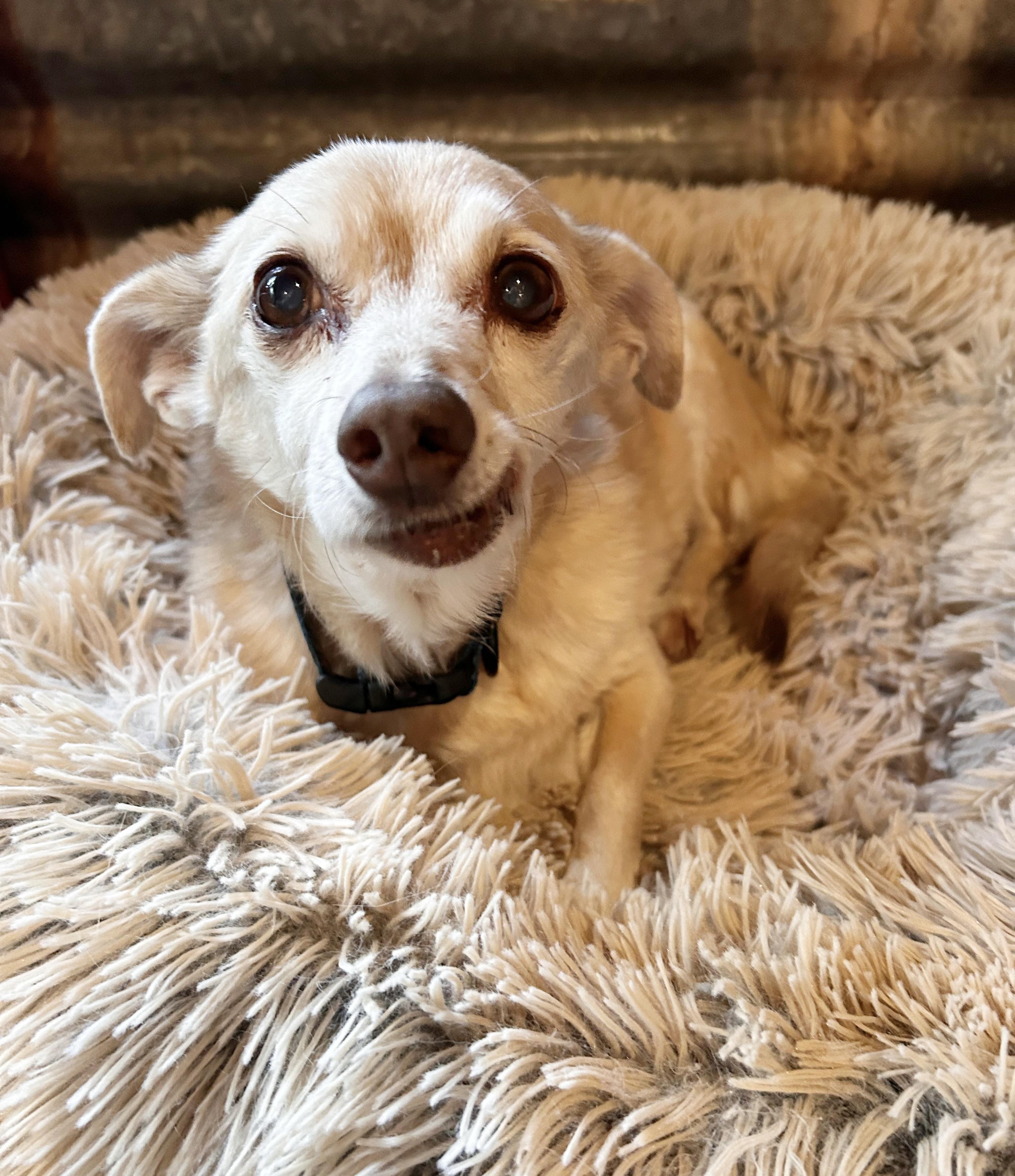 Bertie, ADOPTABLE, Senior Male Chihuahua.
