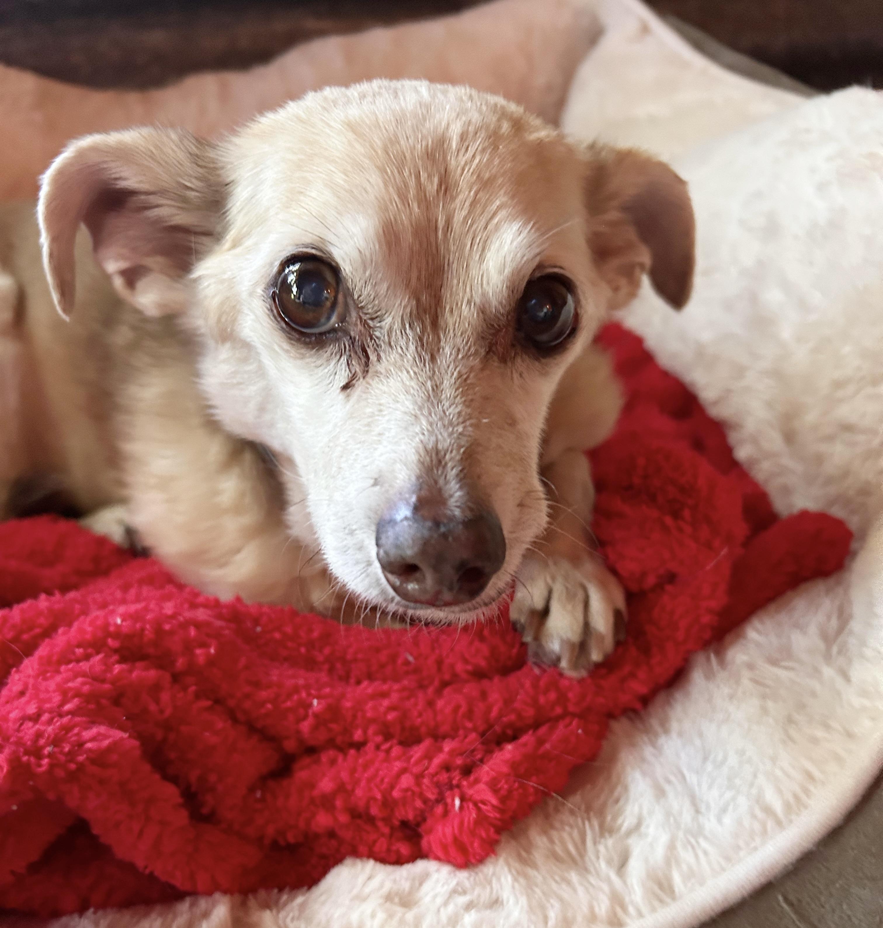 Bertie, a ADOPTABLE mixed breed in Durango, CO image 3/5