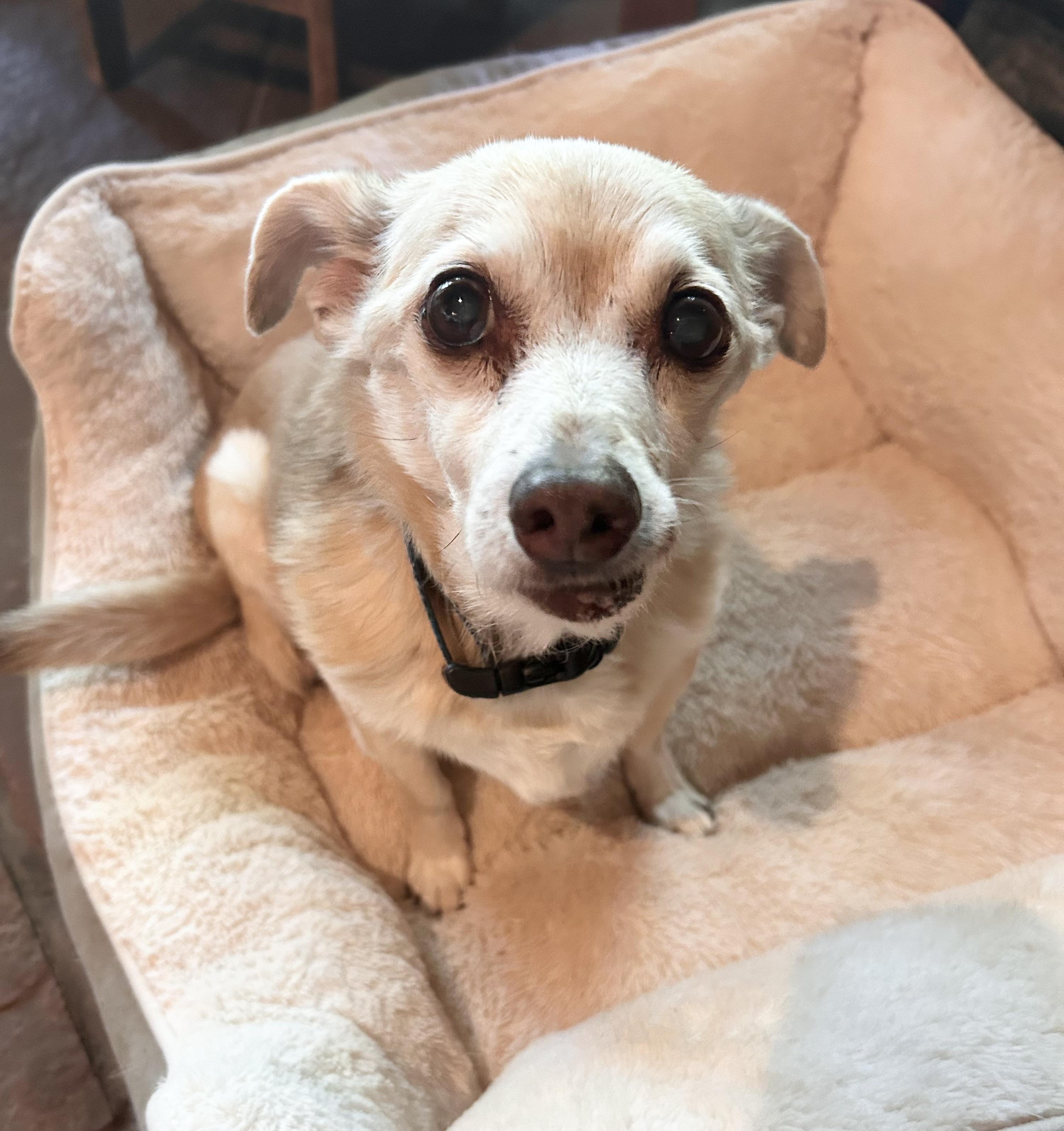 Bertie, a ADOPTABLE mixed breed in Durango, CO image 5/5