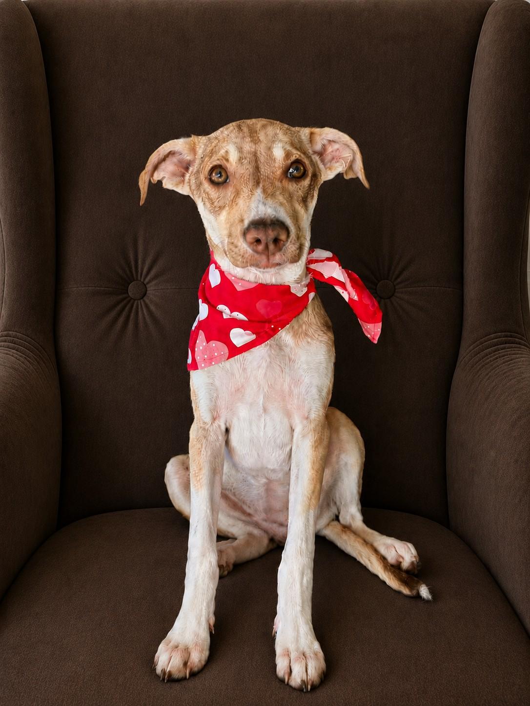 Rose, a ADOPTABLE mixed breed in Poway, CA image 3/4