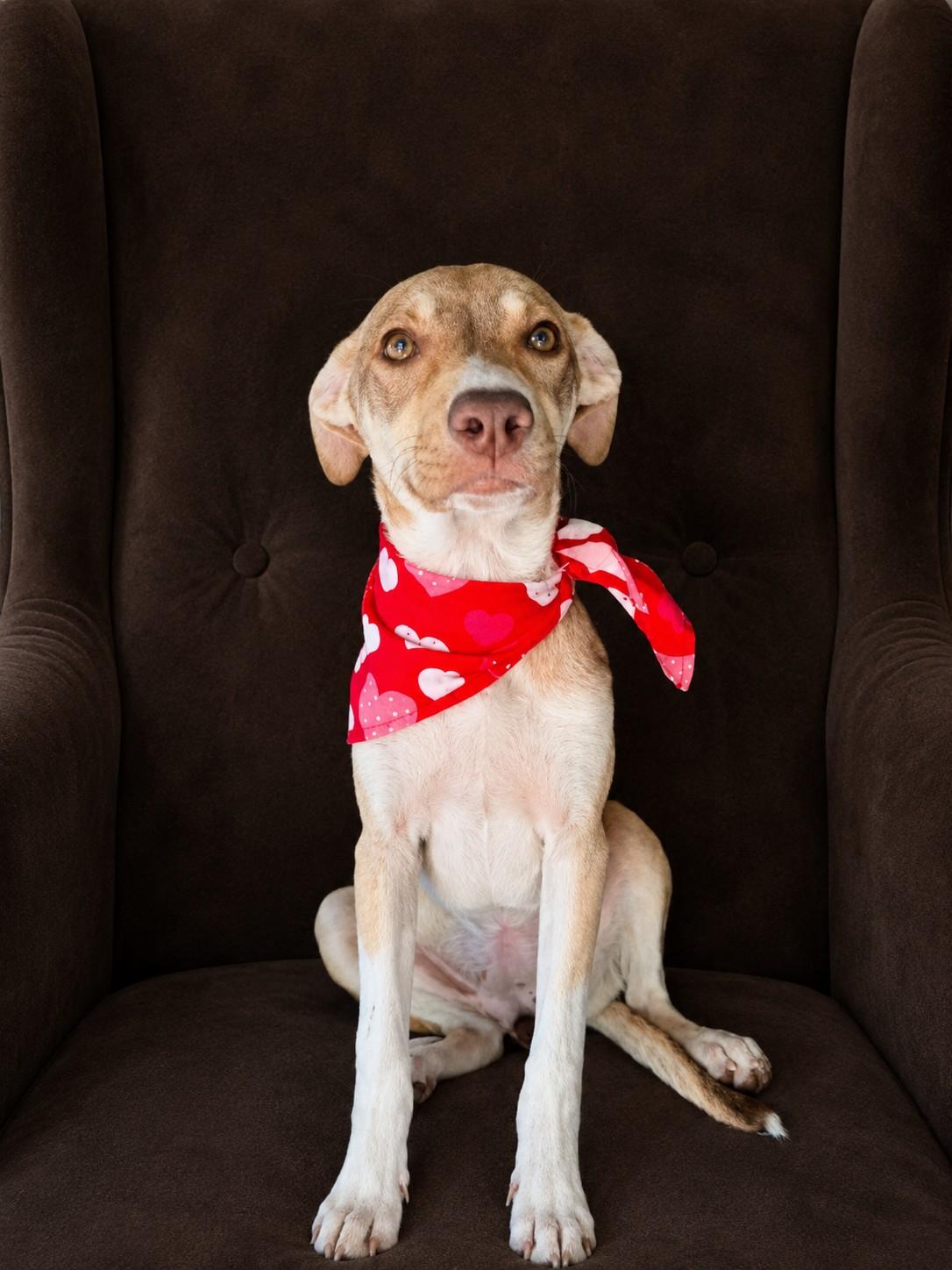 Rose, a ADOPTABLE mixed breed in Poway, CA image 2/4